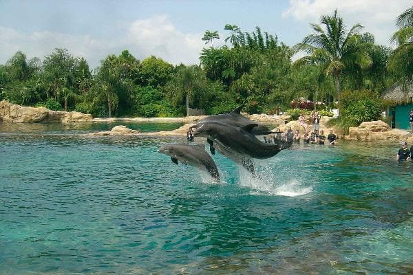 Dolphin Cove at Jamaica 1